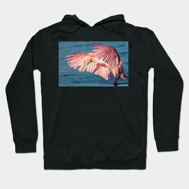 Roseate spoonbill Hoodie by joesaladino